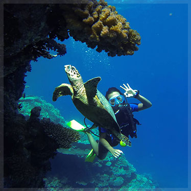 1 day diving