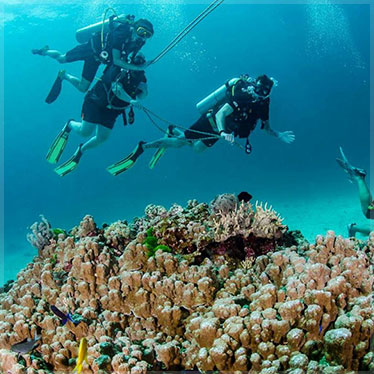 PADI Seal Team