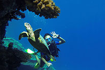 1 Day Dive Package