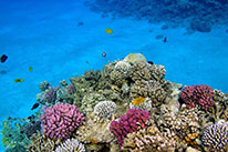 4 Days Dive Package