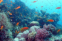 5 Days Dive Package