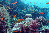 discover scuba diver