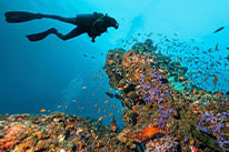 discover scuba diver