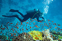 discover scuba diver